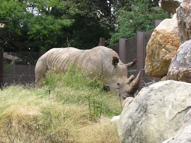 The rhino remained aloof, even though we attempted to talk to the animals. 