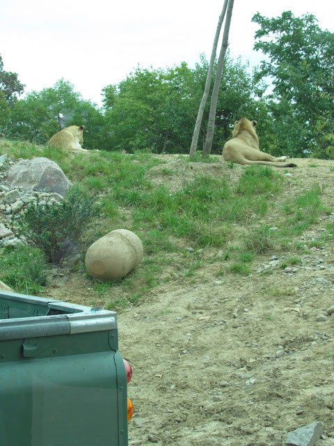 The lions rest up from a day of exploring. 