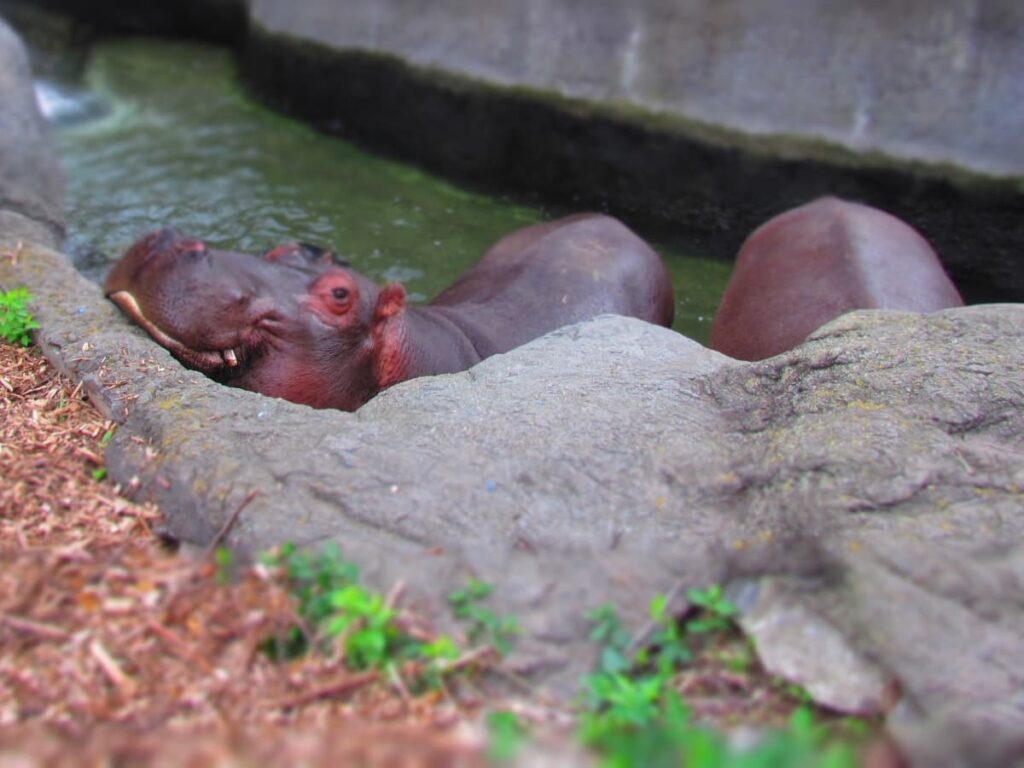Hippos in enclosure.