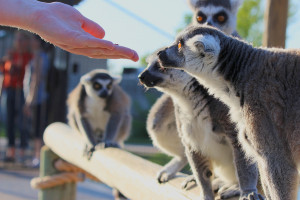 Feeding lemurs.