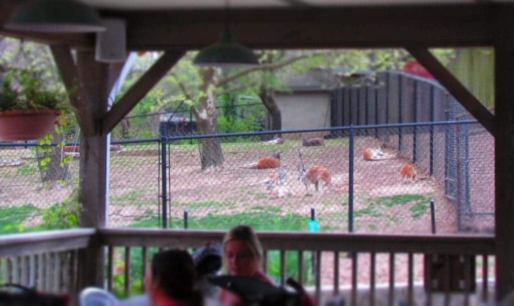 The cafe seating area offer a view of the kangaroo exhibit.