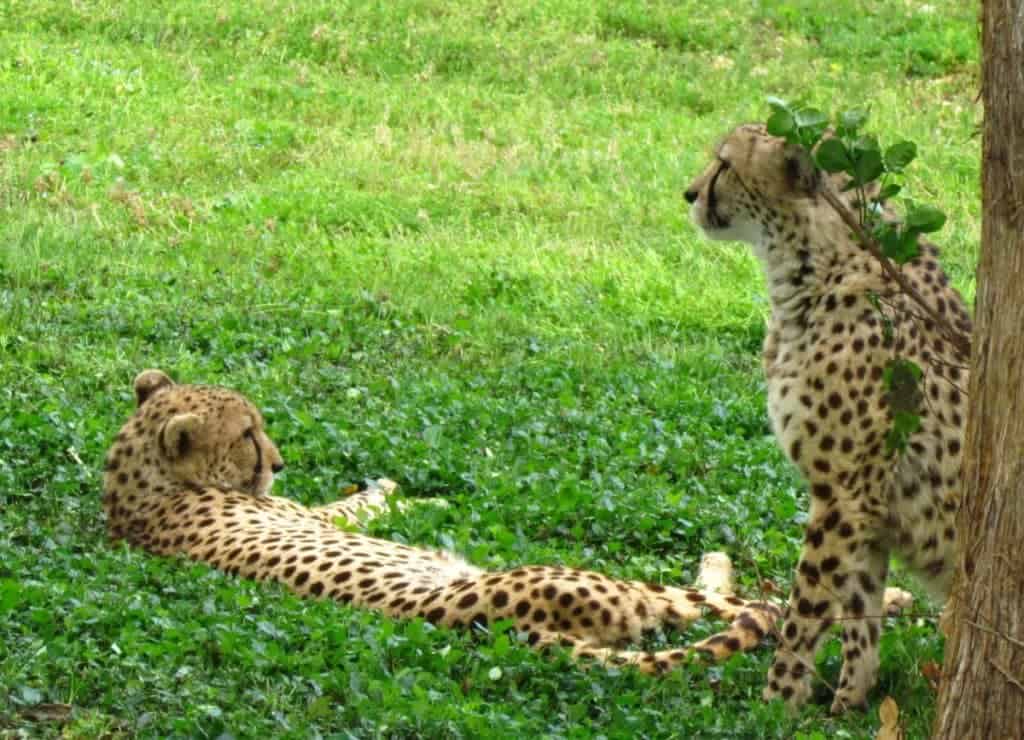 Cheetahs lounge in the shade.