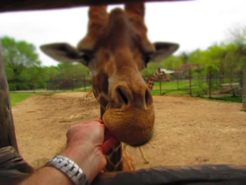 The auther feeds a giraffe.