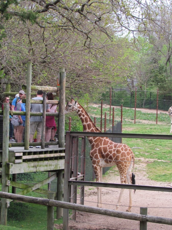Zebra feeding station.