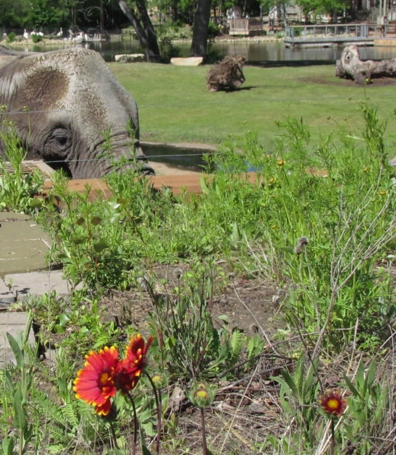 Sedgwick Zoo - Zoos - Elephants - Wildlife Park - Wichita attractions