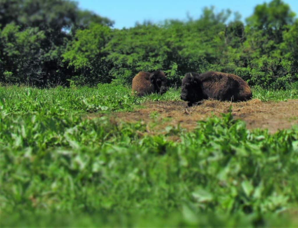 Bison graze in a field.