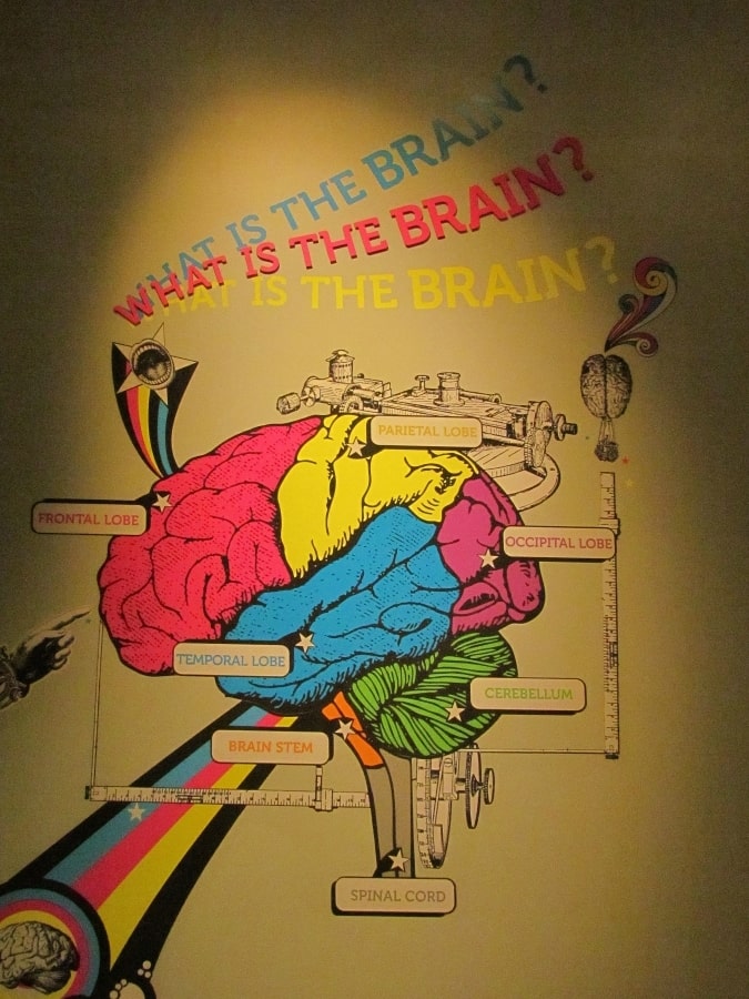 Display highlights sections of the human brain.