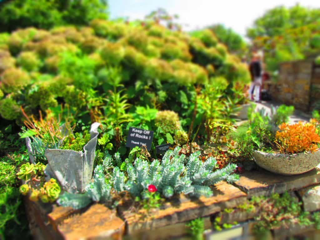 A variety of succulents are featured in many of the sun gardens at Powell Gardens.