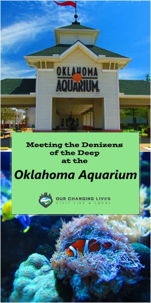 Oklahoma Aquarium-Tulsa Oklahoma-sea life-Bull sharks-octopus-fish-sea turtles