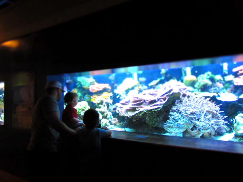 Various sea life species are found throughout the aquarium.