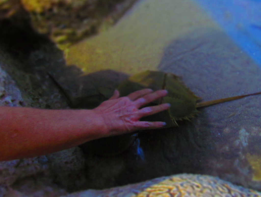 Visitor touches the shell of a horseshoe crab.