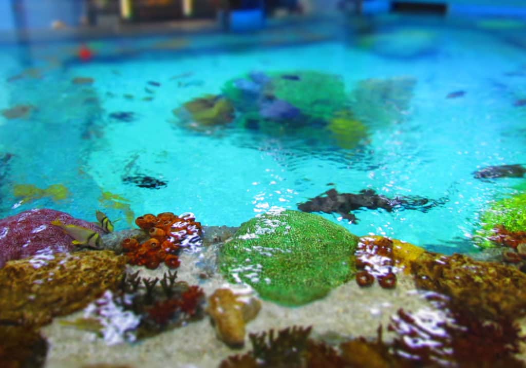 A replica of a coral reef tide pool holds an assortment of tropical fish.