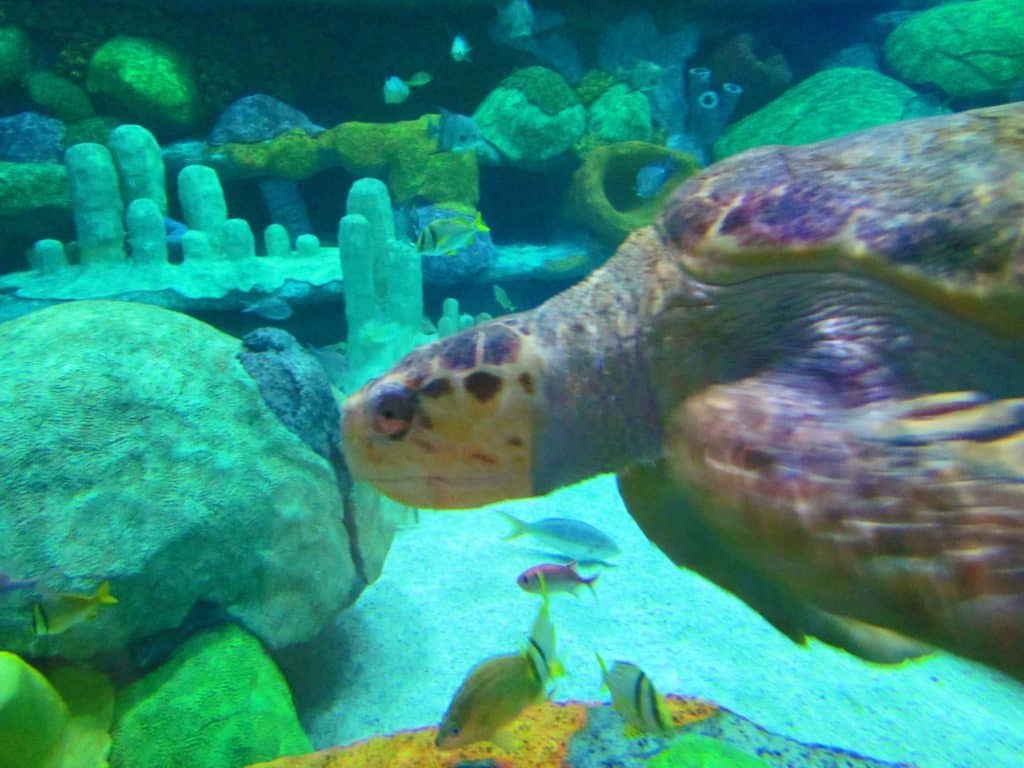 A Loggerhead Sea Turtle glides through the exhibit.