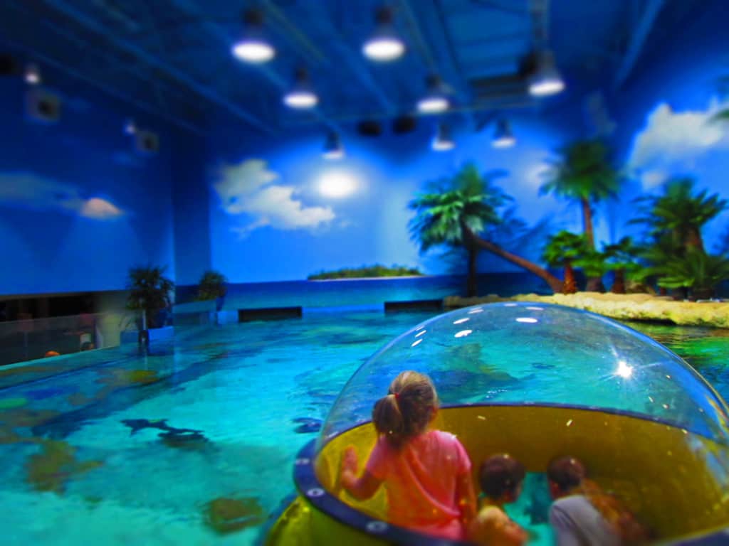Oklahoma Aquarium-Tulsa-sea life-ocean creatures-sharks-octopus-turtles-fish