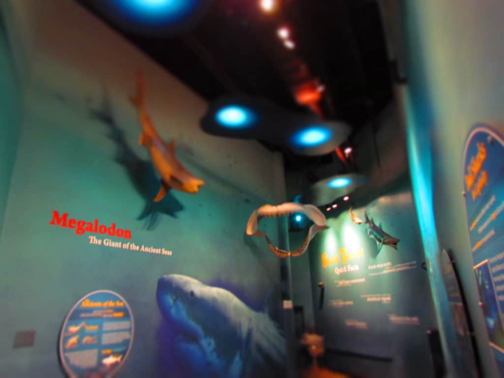 An educational area explains information about sharks.