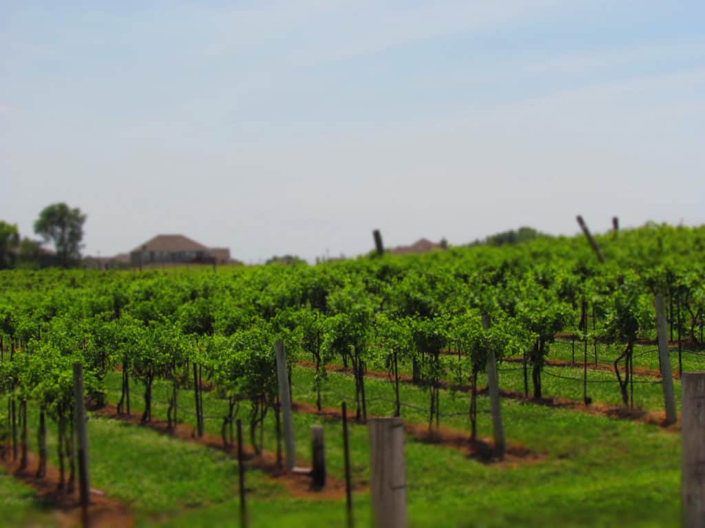 Rowe Ridge Winery is filled with rows of grape vines.