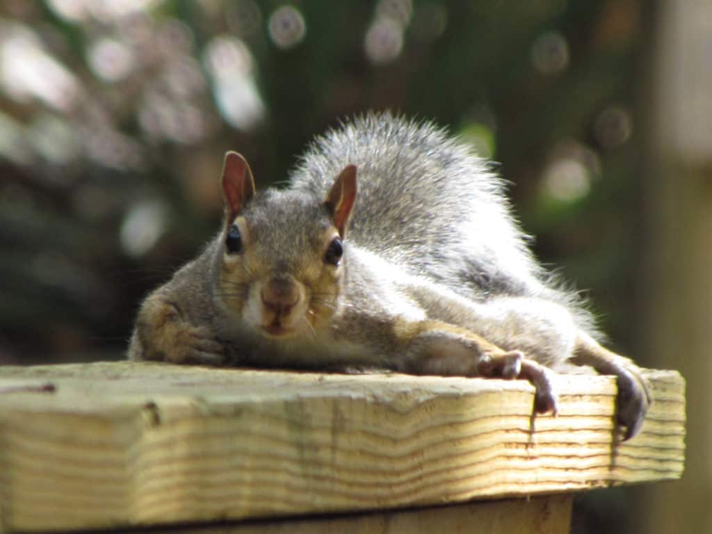 A playful squirrel rests on a handrail.
