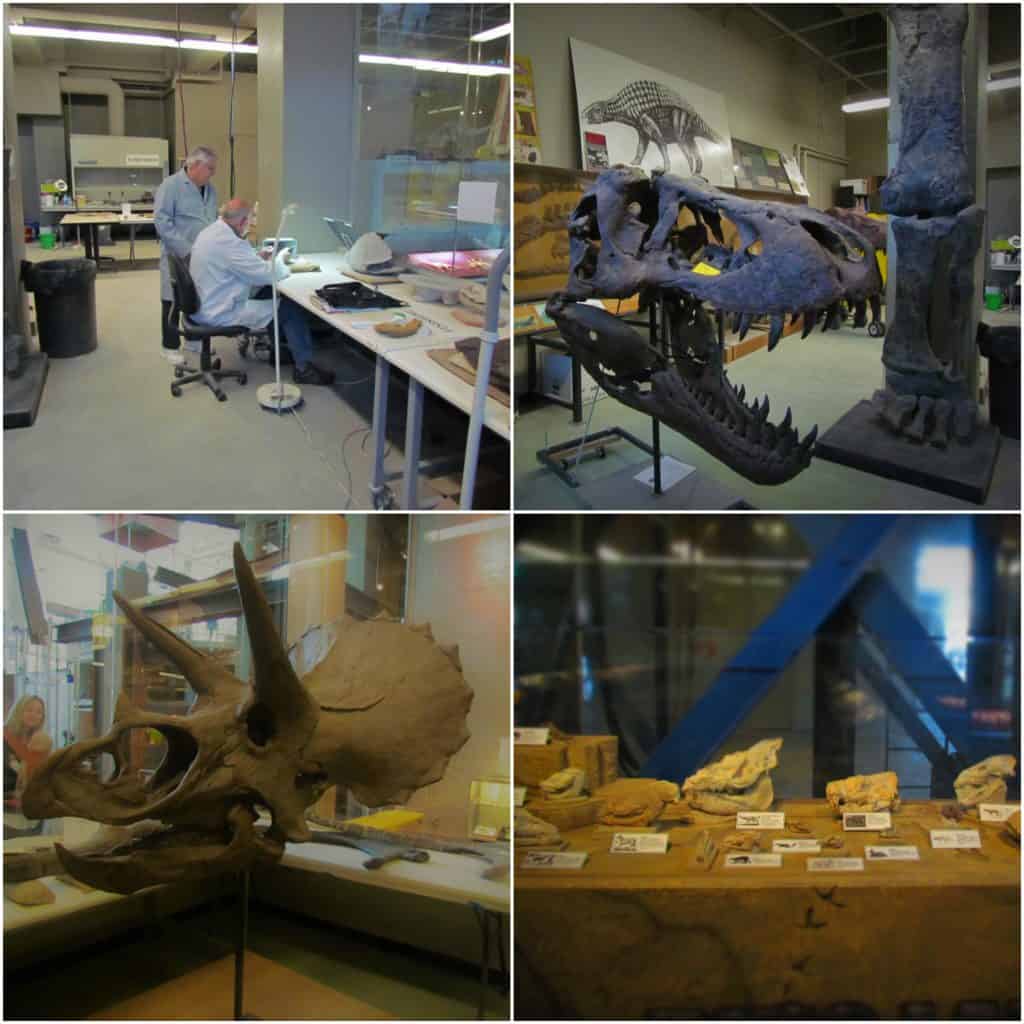 In the dinosaur lab the volunteers work to prepare specimens for display.