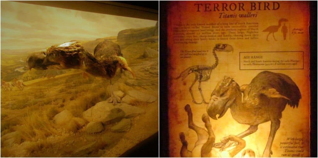 The museum begins with displays on the creatures that once prowled the land.