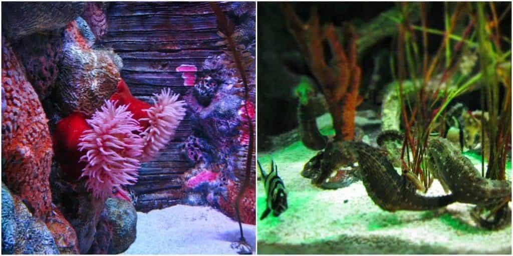 Sea anemones and sea horses are two of the popular marine creatures on exhibit.