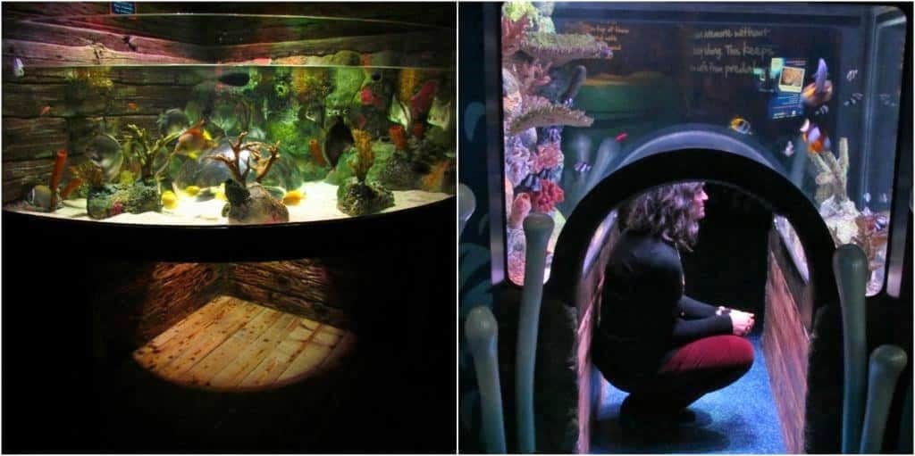 Some exhibits allow visitors to view the displays from an underwater perspective.