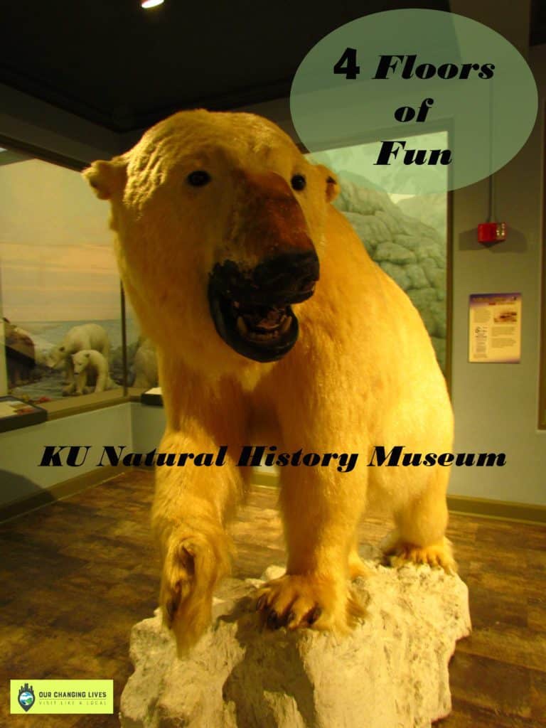 Kansas University-Museum of Natural History-fossils-prehistoric-animals-science-bugs