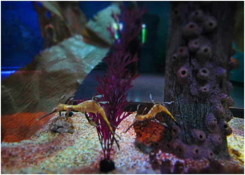 Australian Sea Dragons float on the current in their own tank.