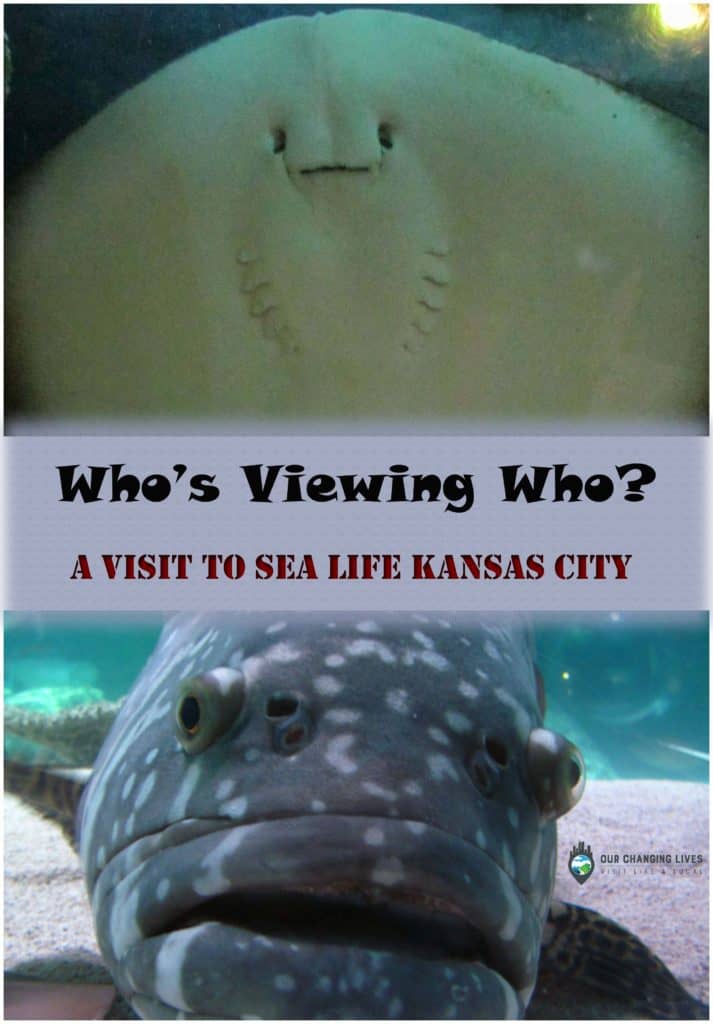 Sea Life kansas City-Crown Center-Kansas City-ocean life-marine-fish-sharks-jellyfish-starfish-sea dragons-manta ray