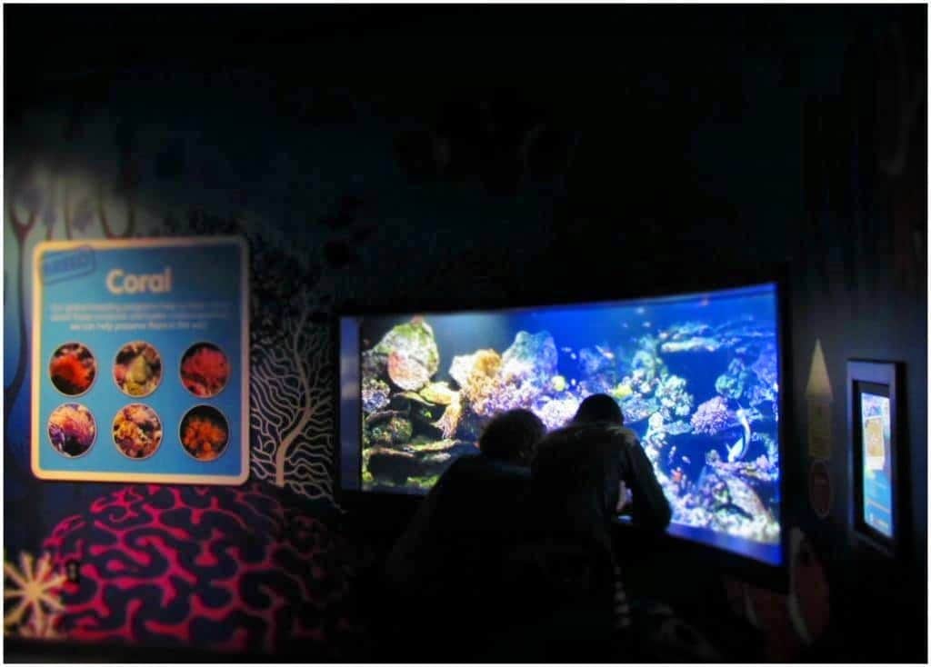 Visitors to Sea Life enjoy watching species that inhabit the coral reefs.