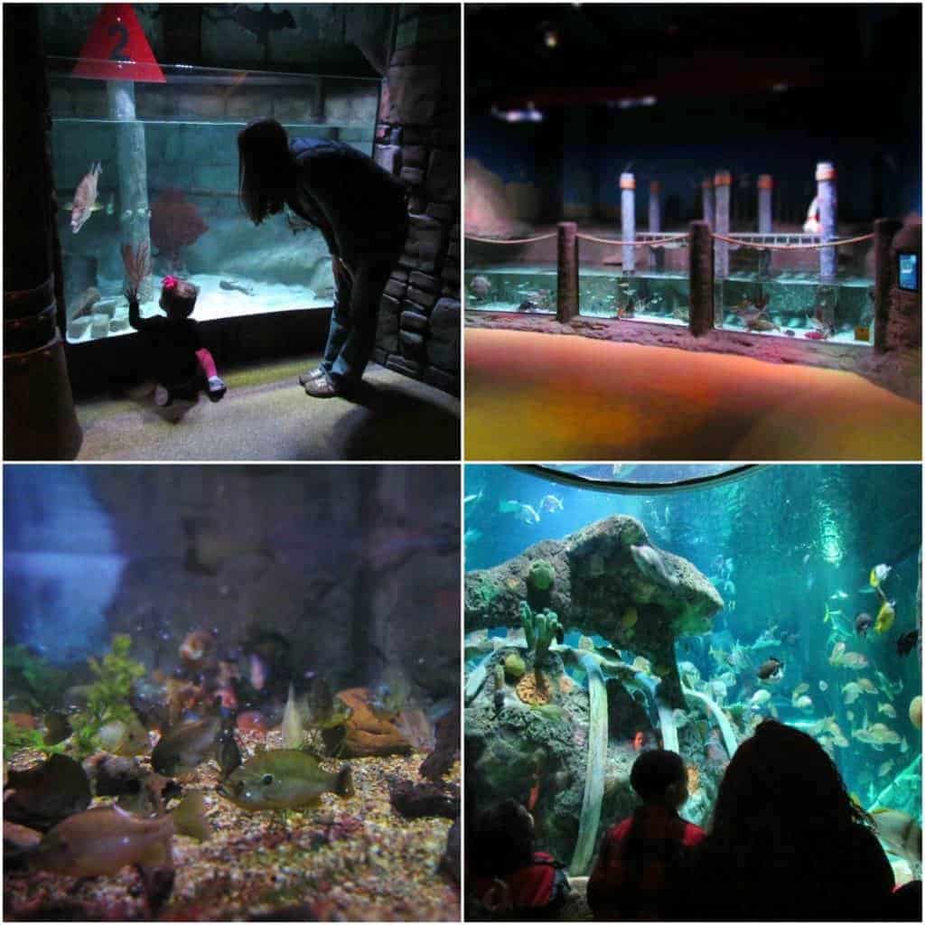 Sea Life offers plenty of tanks at a height just perfect for kids to view.