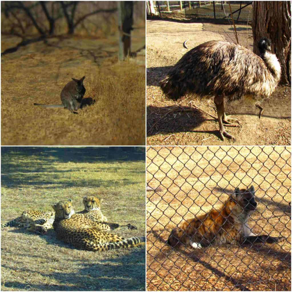 An assortment of animals can be found at the Sunset Zoo in Manhattan, Kansas.