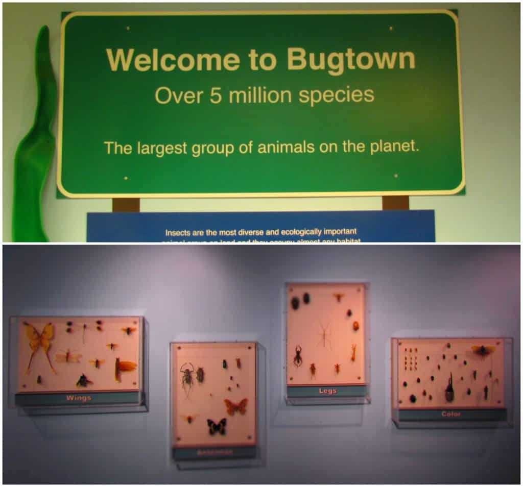 Bugtown is home to displays on the most numerous inhabitants on our planet.
