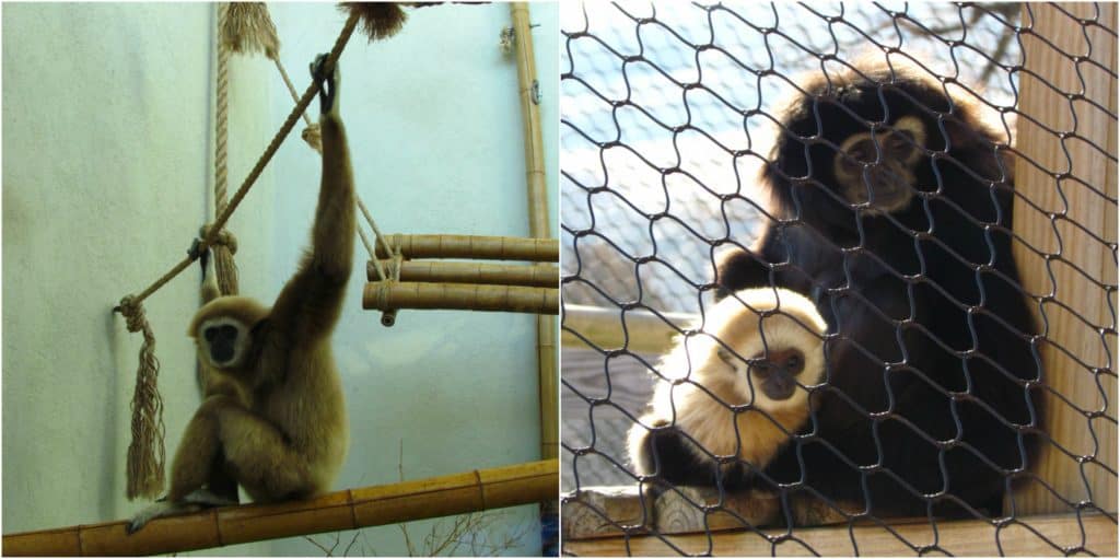 Gibbons are wide awake and keeping a close eye on passerbys. 