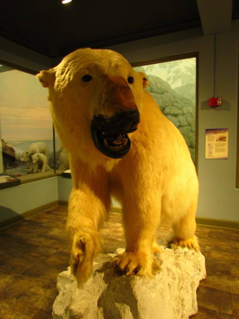 A polar bear greets guests.