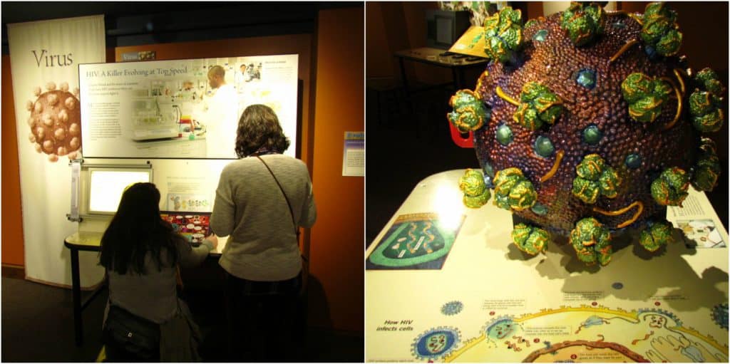 Viruses and microbes are examined in a series of interactive exhibits. 