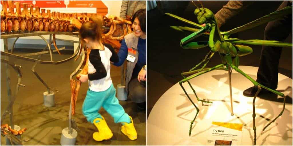 Various models allow visitors to assemble dinosaurs and bugs.