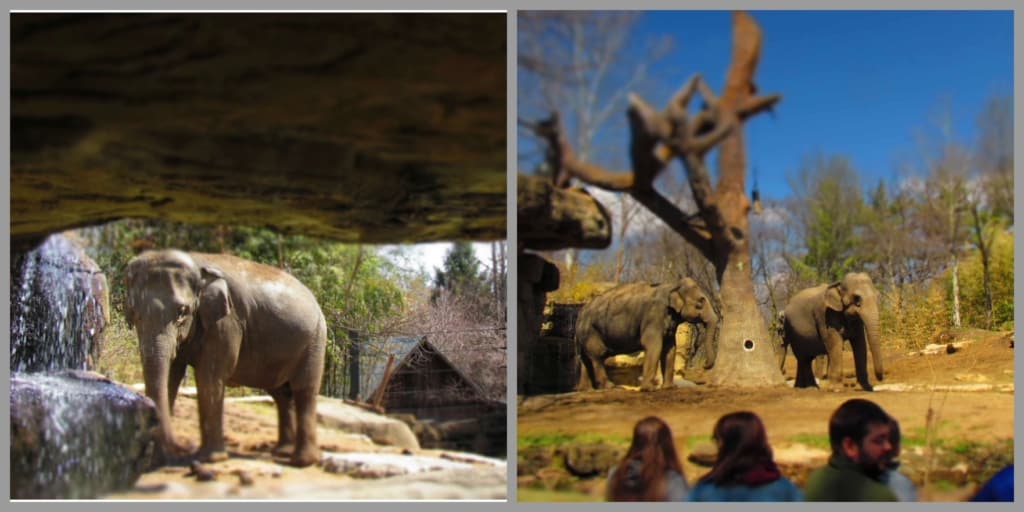 The elephant exhibit offers great views, while allowing the animals freedom to raom.