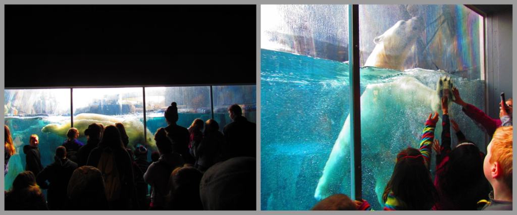 Crowds gather to watch the antics of the polar bear in the glass enclosed pool.