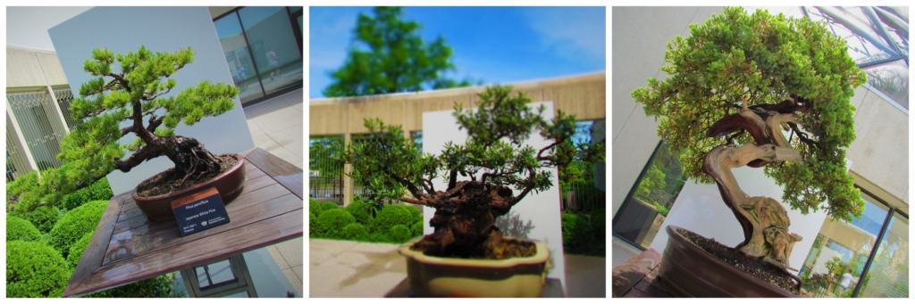 An assortment of bonsai trees can be viewed at the Des Moines Botanical Gardens.