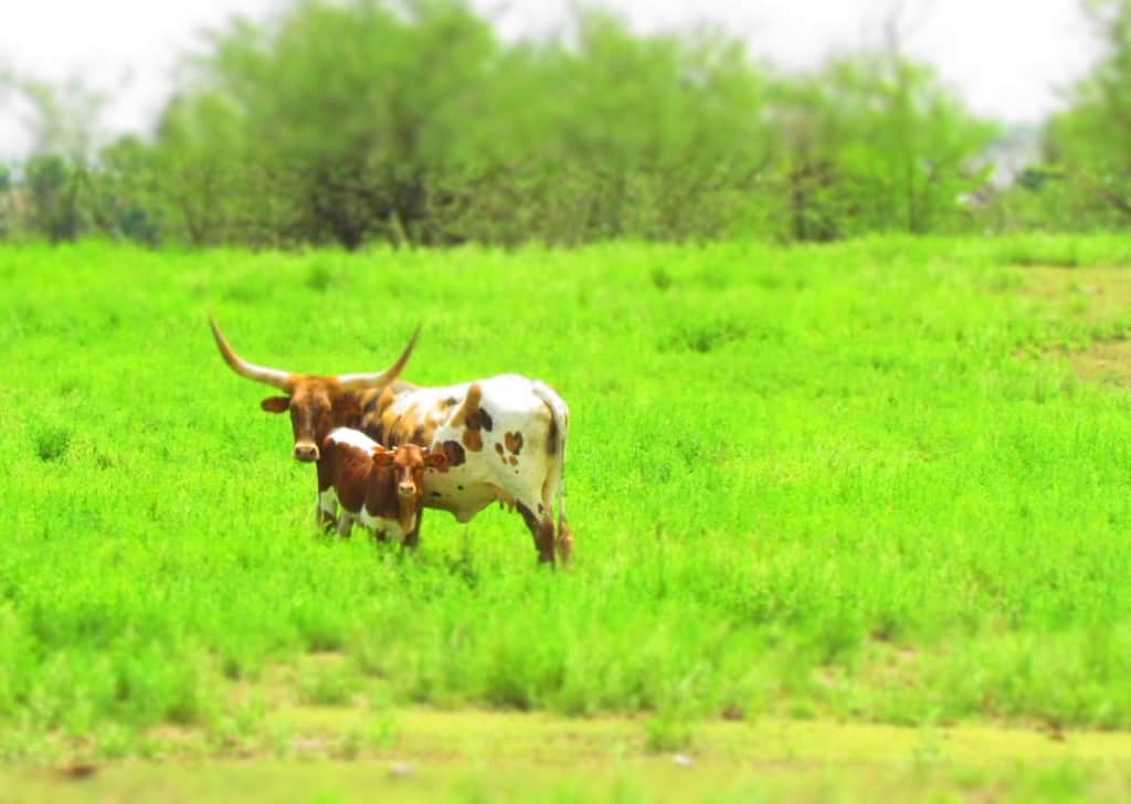 A longhorn and her calf pose for a picture.