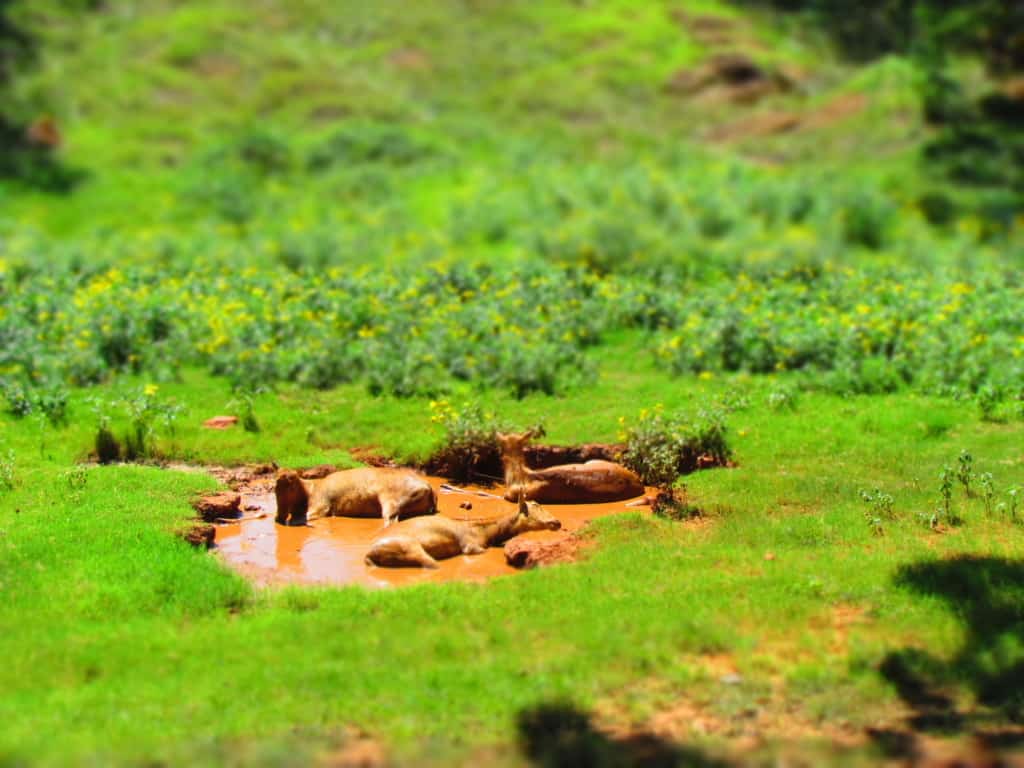 A herd of animals take a mud bath break during the heat of midday.