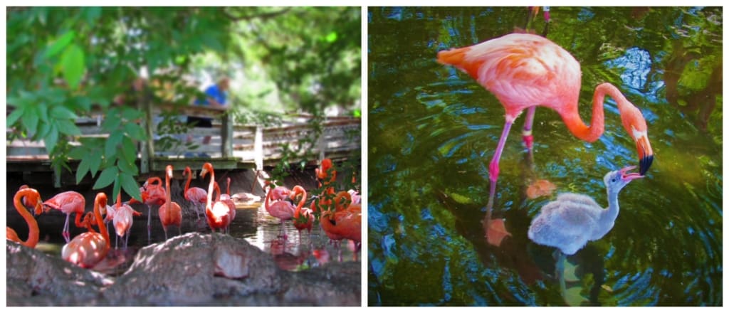 The flamingo area offers a shaded break from the summer heat.