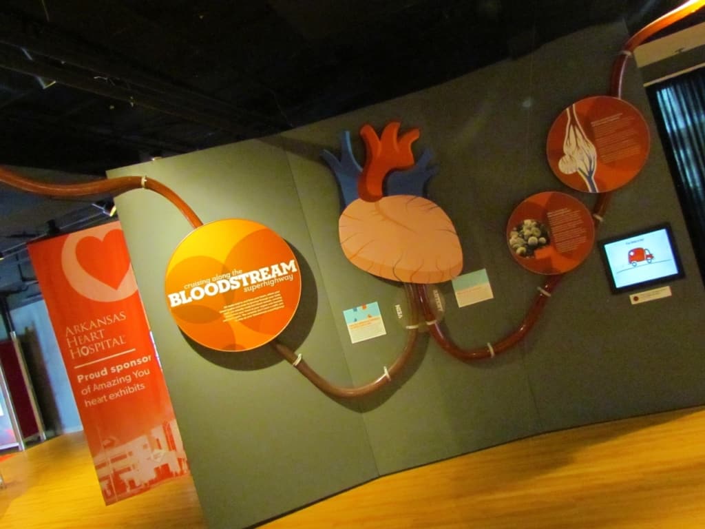 The Amazing You section of the museum of Discovery teaches all about the human body. 