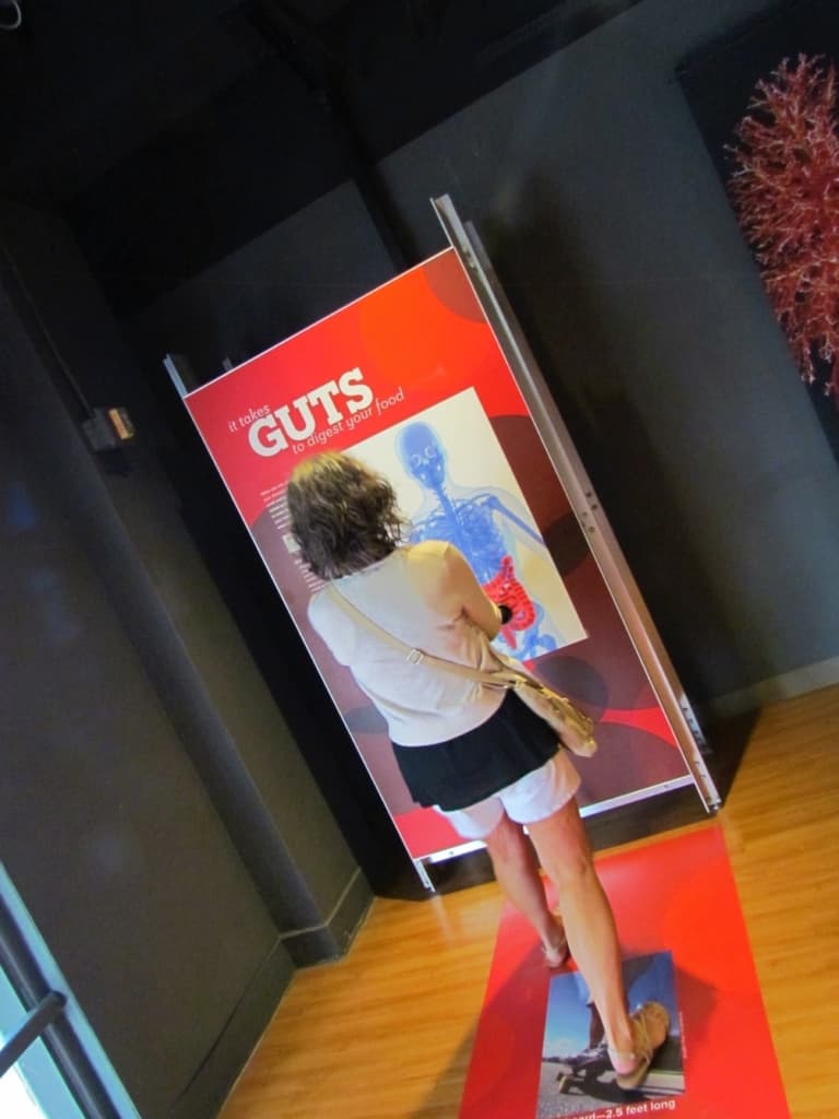 At the Guts exhibit, visitors can learn about the digestive tract.
