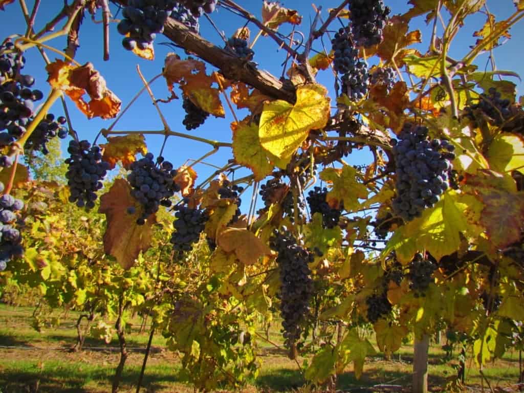 Groups of grapes still cling to the vines at Rowe Ridge Vineyards. 