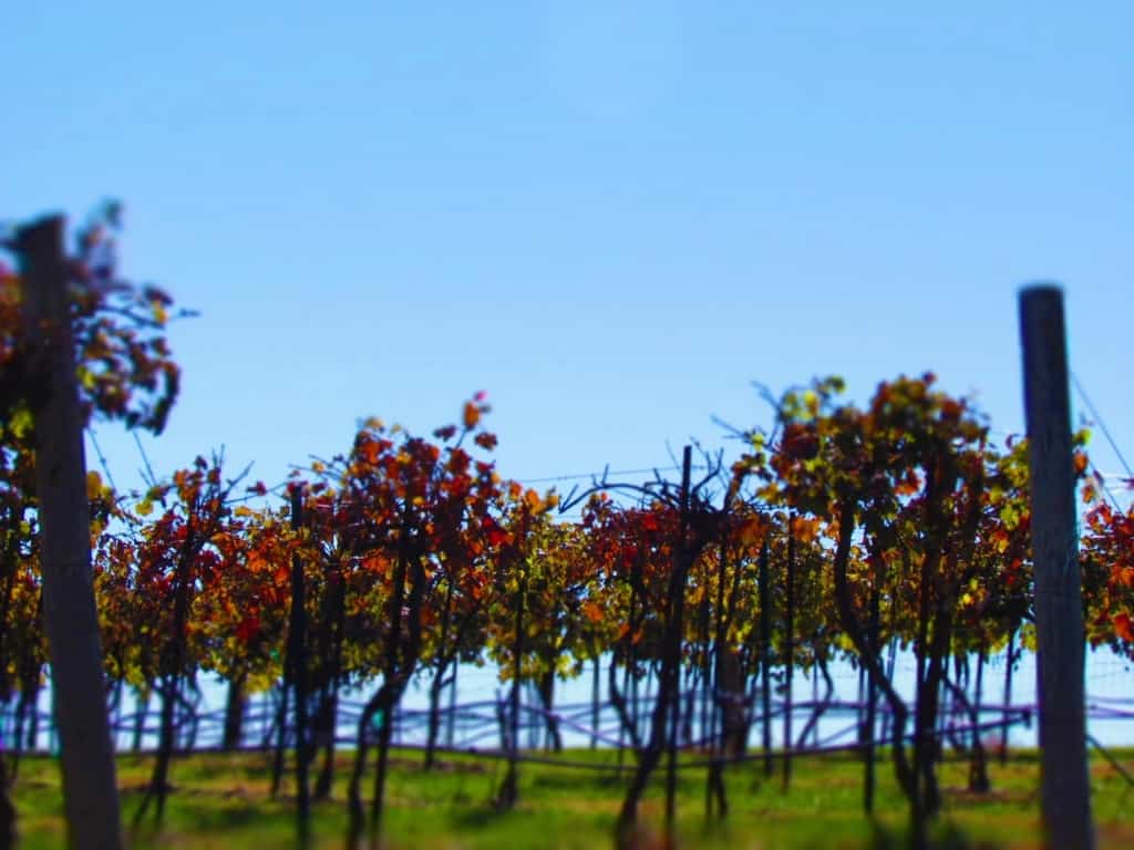 Fall colors have made their way into the vineyard. 