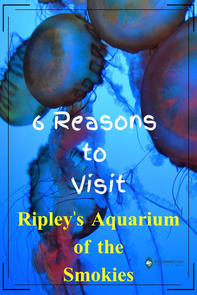 6 Reasons to visit-Ripley's Aquarium of the Smokies-sea life-jellyfish