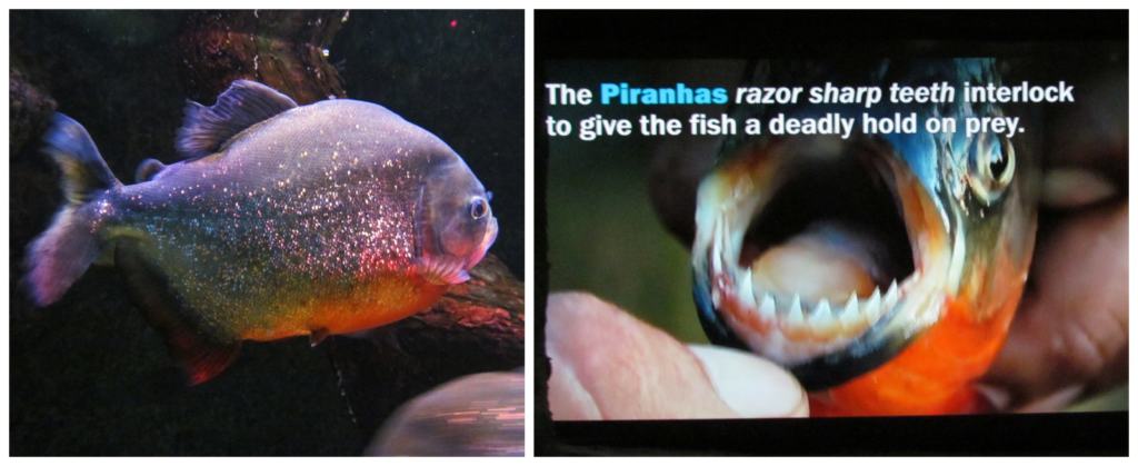 Lots of educational videos and placards are one of the 6 reasons to visit the Ripley's Aquarium.