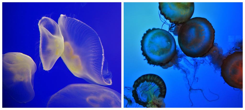 Jellyfish are one of our favorite creatures to watch as they flow fluidly through the water.