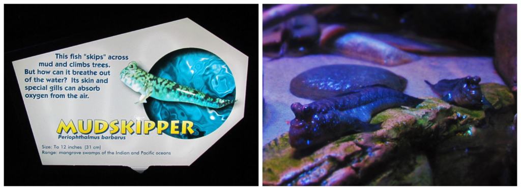 The mudskipper exhibit is one of the educational displays that can be found in Ripley's Aquarium.
